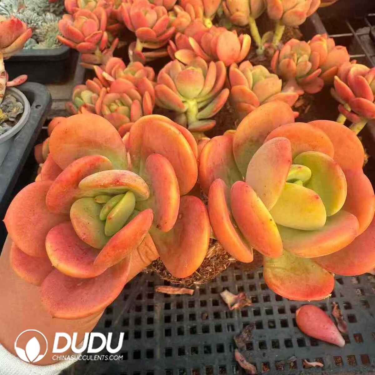 07937D90201.jpg Echeveria Lime Double Heads - 画像 (1)