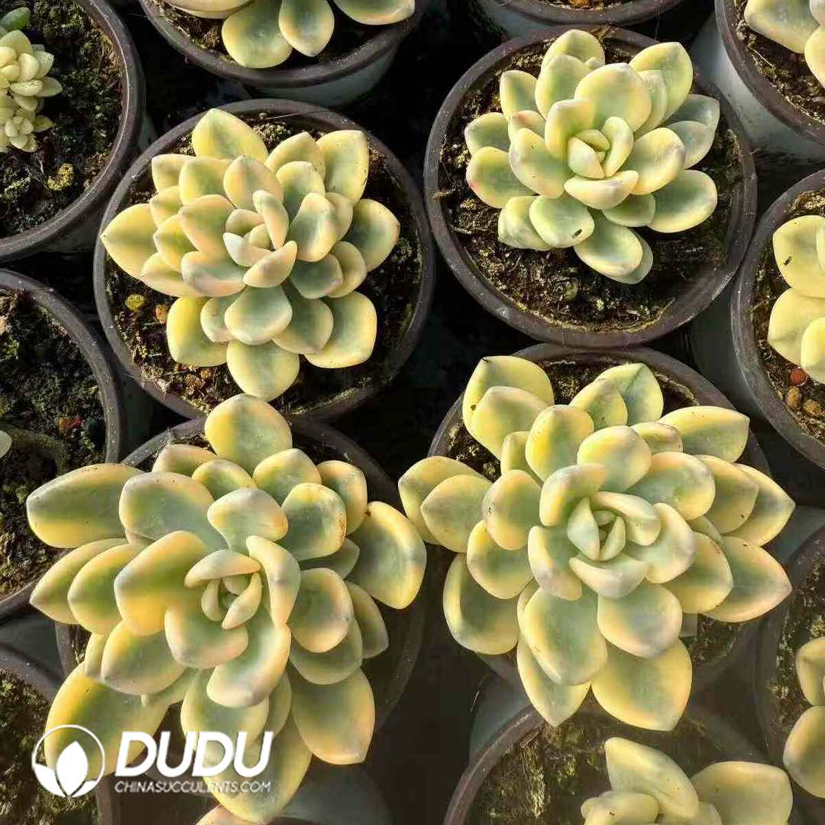 07939D90201.jpg Echeveria Winter Beauty Marginata Variegation - 画像 (1)