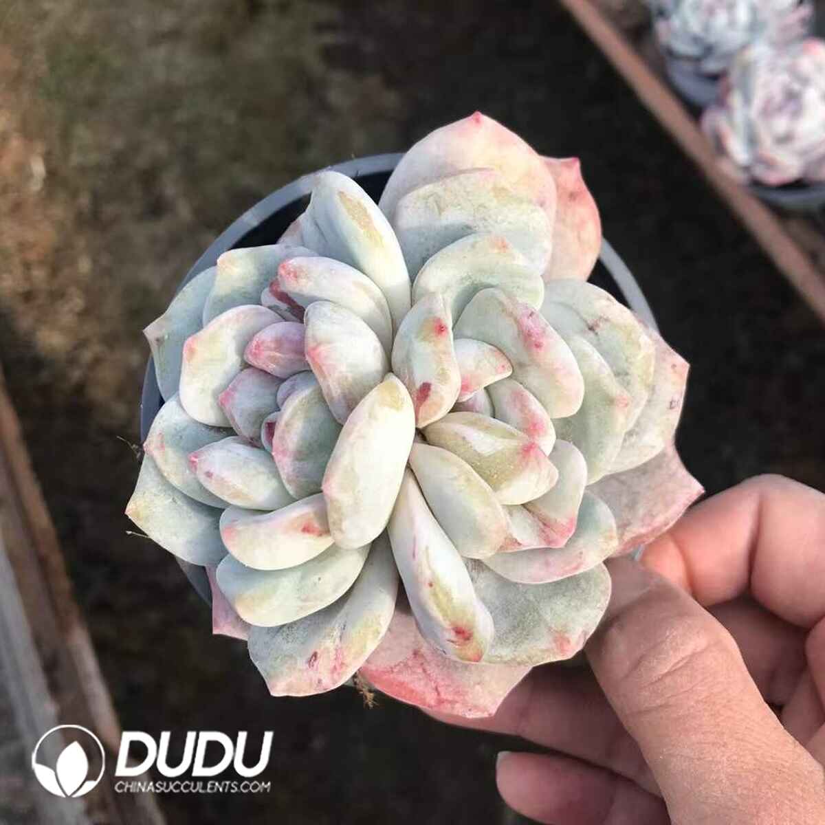 07942D90201.jpg Echeveria Monroe Monstrose Double Heads - 画像 (1)