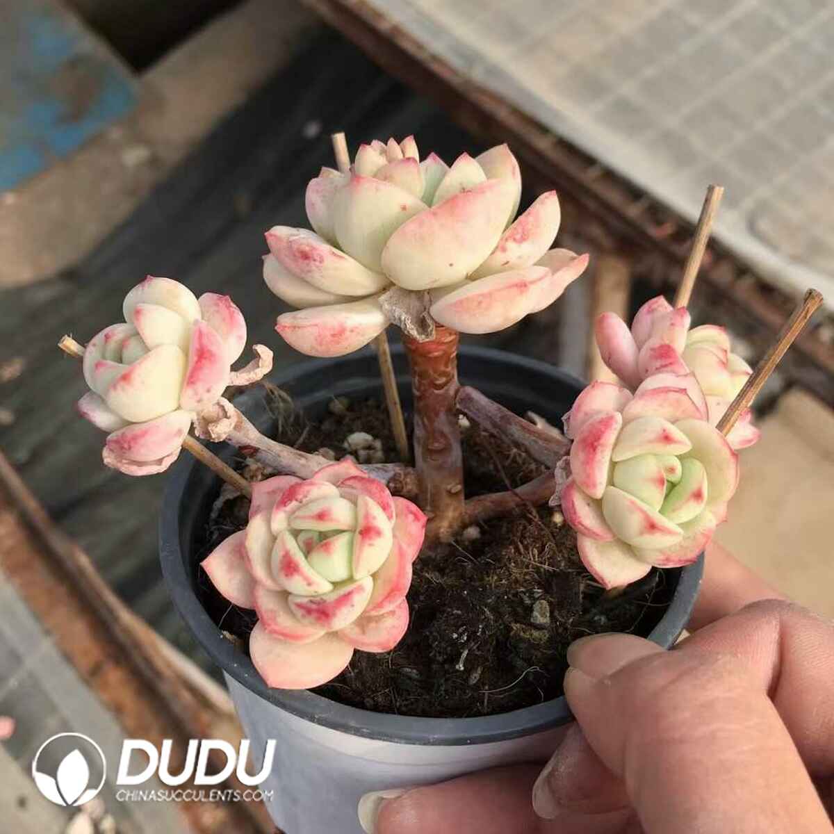 07943D90201.jpg Echeveria Vanilla Clustering - 画像 (1)