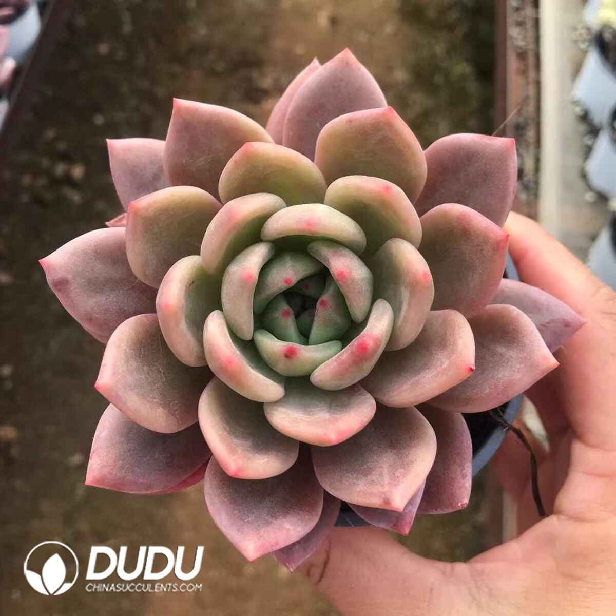 07950D90201.jpg Echeveria Rose Champagne - 画像 (1)