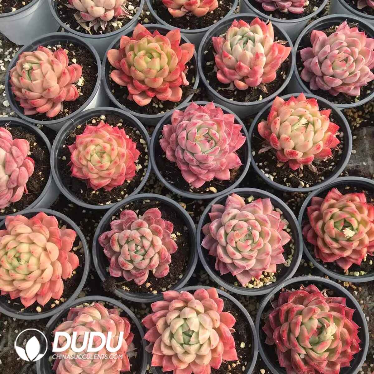 07953D90201.jpg Echeveria 210829 - 画像 (1)