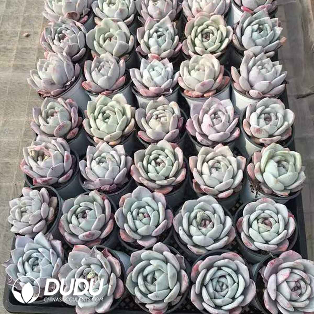 07959D90201.jpg Echeveria Dream Snow - 画像 (1)