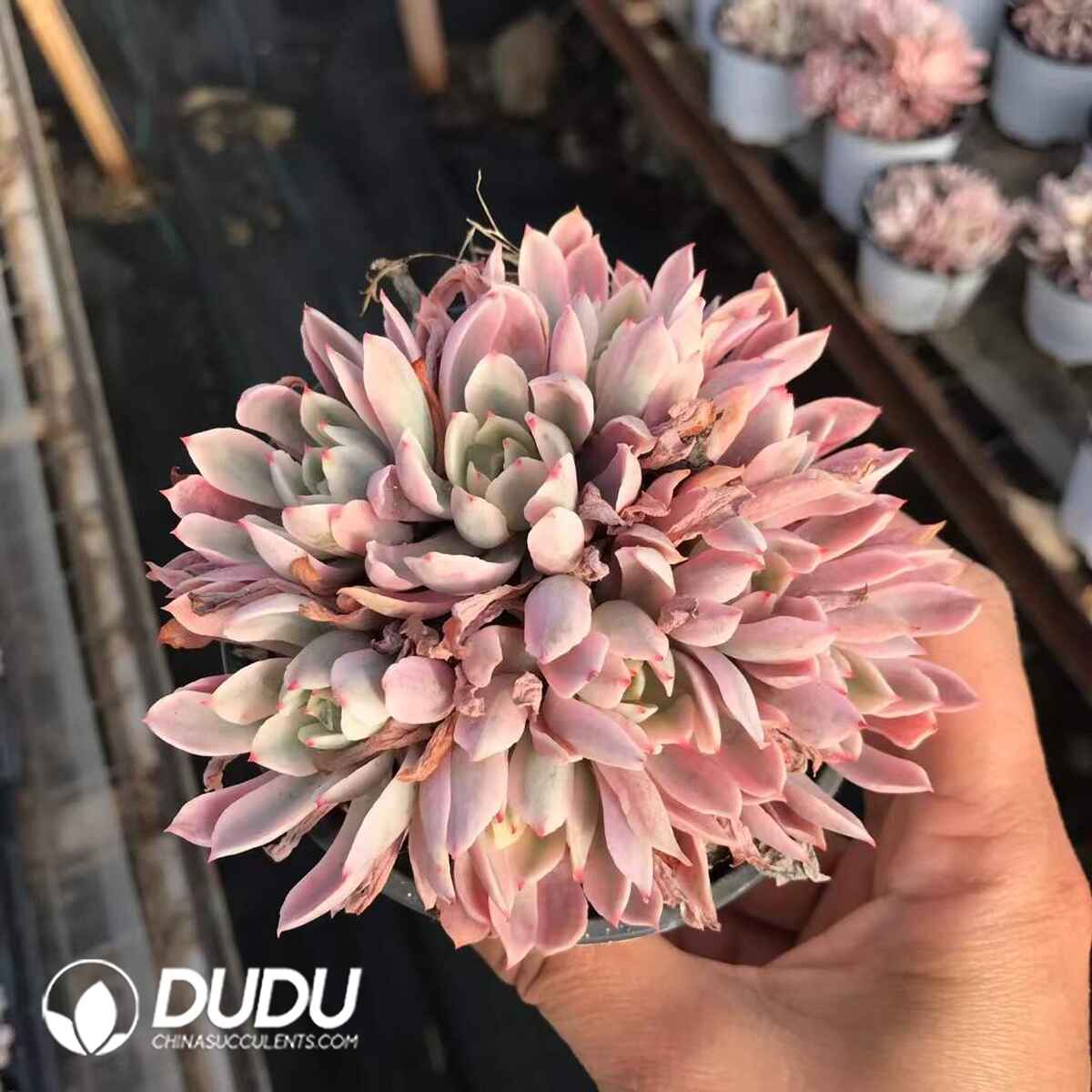 07960D90201.jpg Echeveria Hoveyi Variegated Clustering - 画像 (1)