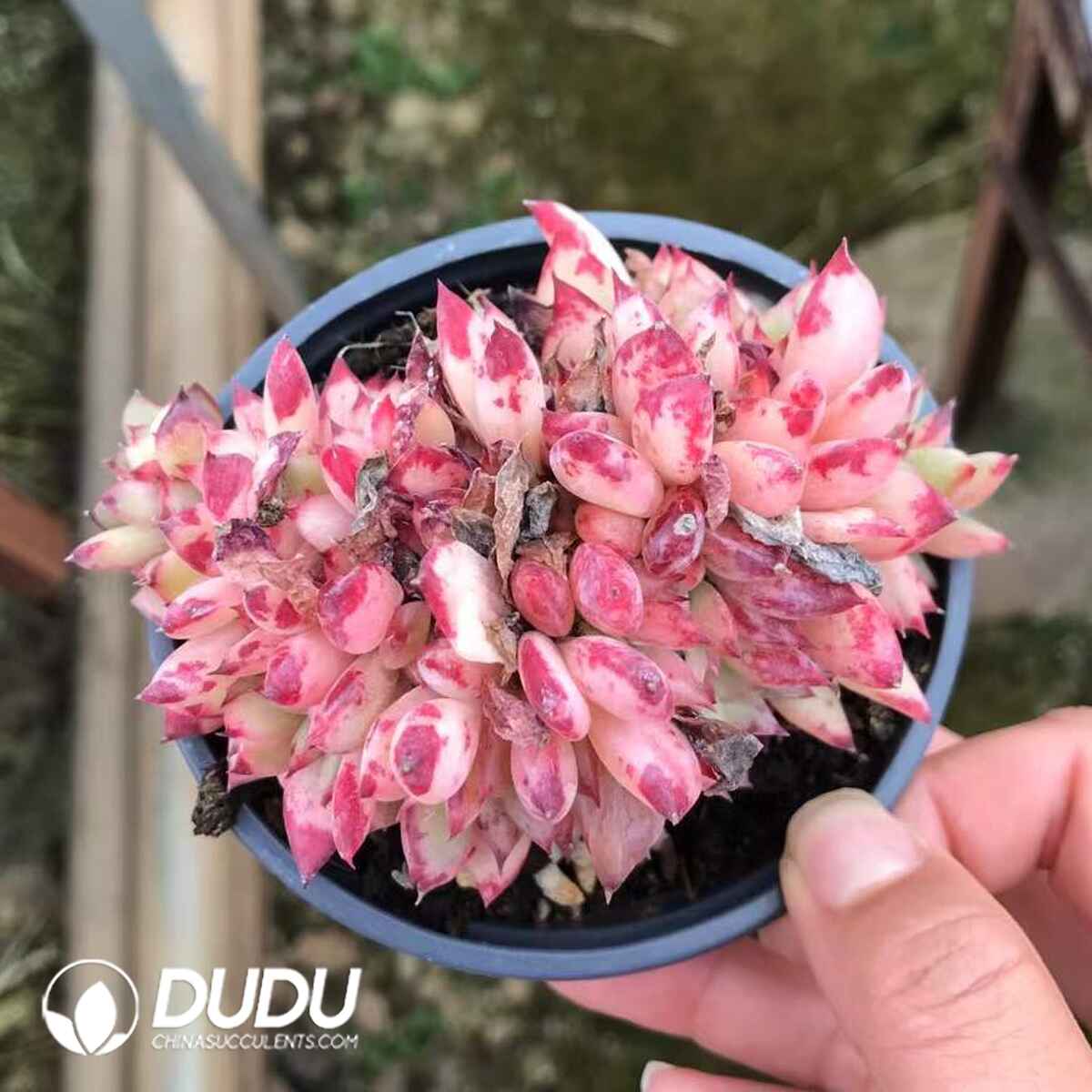 07962D90201.jpg Echeveria Red Latam Cristata - 画像 (1)