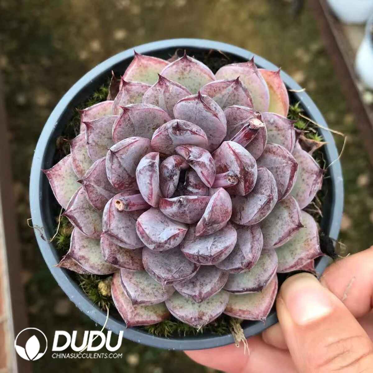 07963D90201.jpg Echeveria 200919 - 画像 (1)