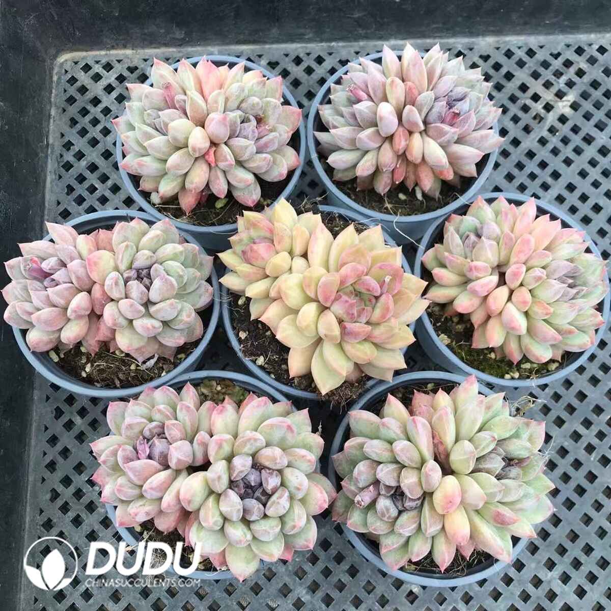 07964D90201.jpg Echeveria 210644 Double Heads - 画像 (1)