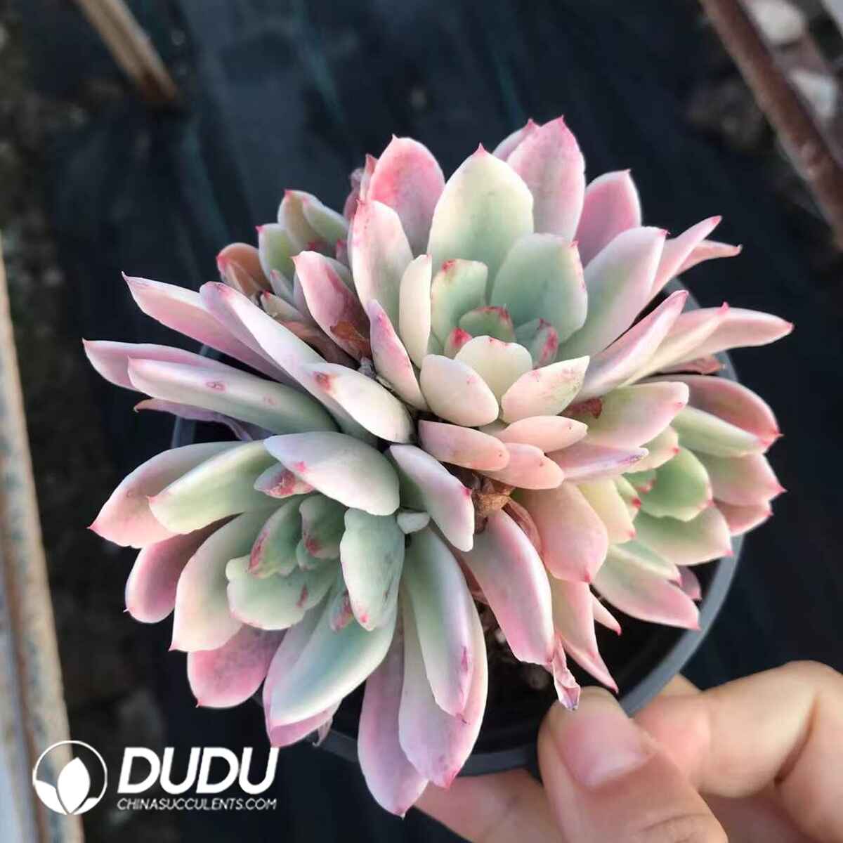 07966D90201.jpg Echeveria Hoveyi Variegated Clustering - 画像 (1)