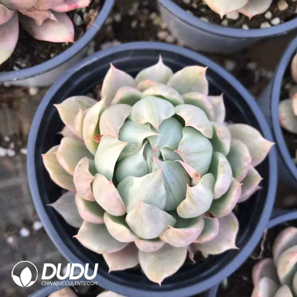 07967D90201.jpg Echeveria White Maria Variegated - 画像 (1)