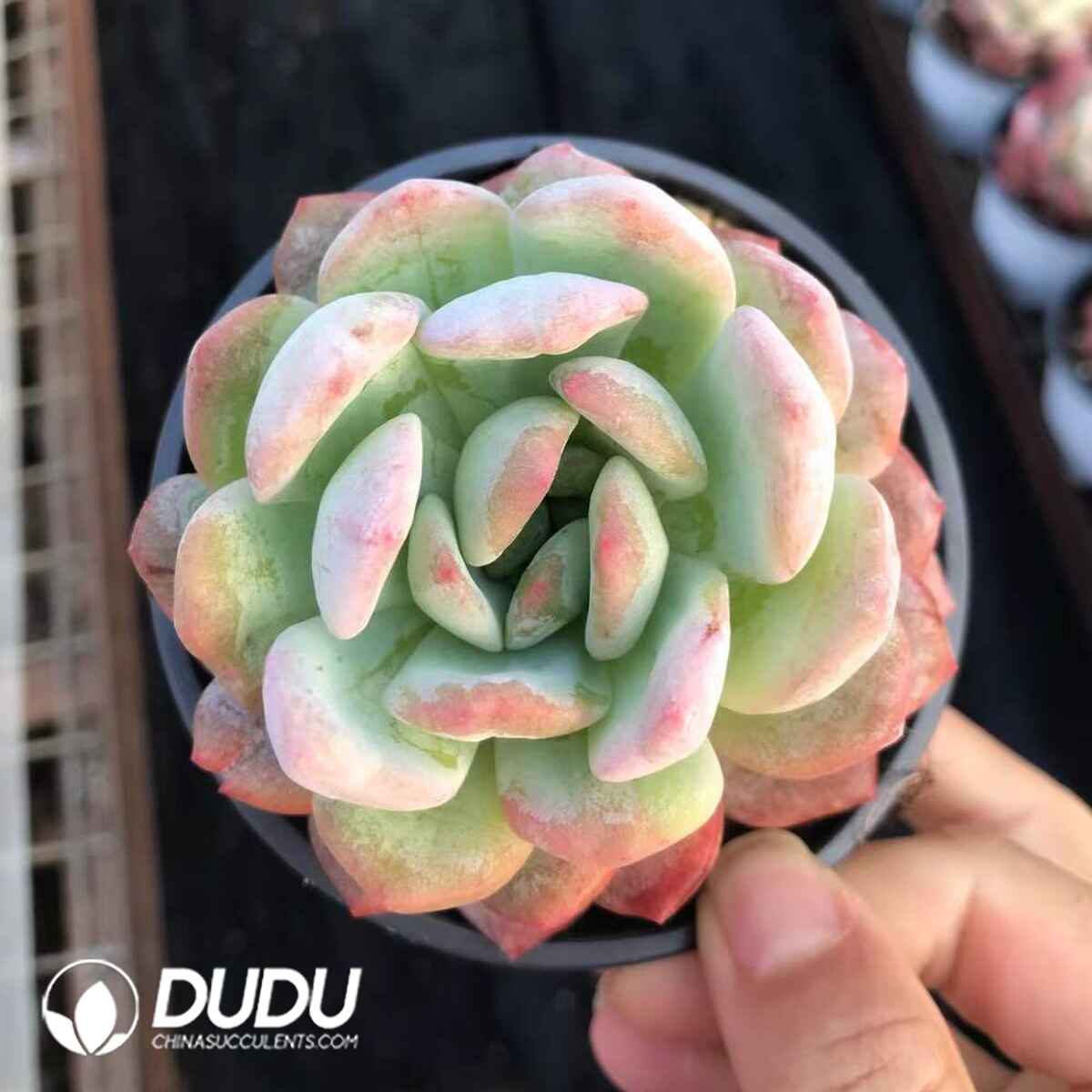 07968D90201.jpg Echeveria All Star Monstrose - 画像 (1)