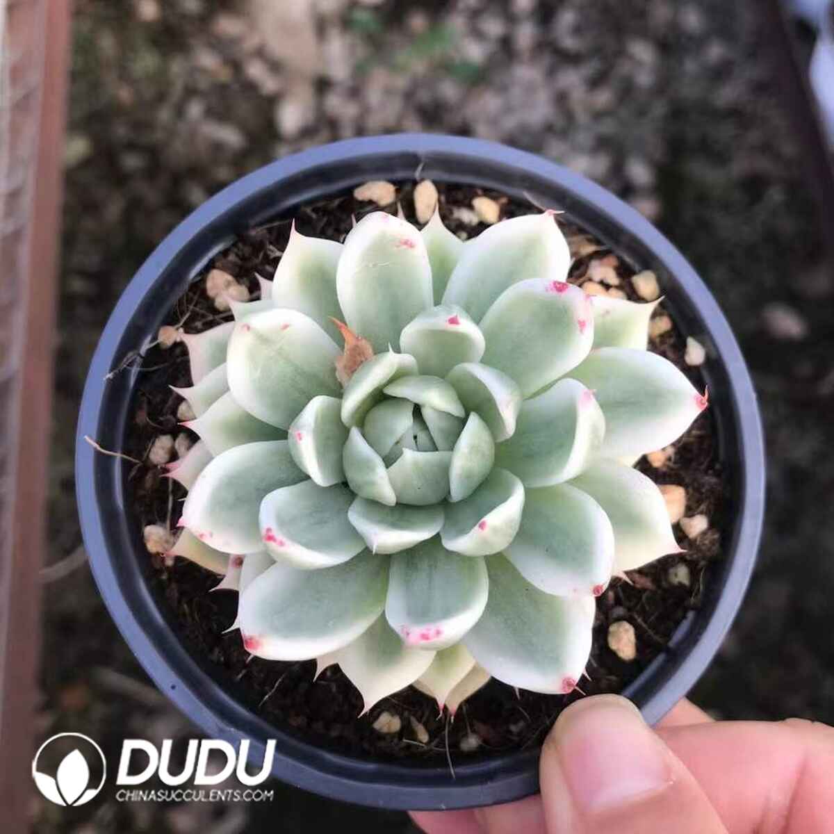 07970D90201.jpg Echeveria Butterfly Flying Variegated - 画像 (1)