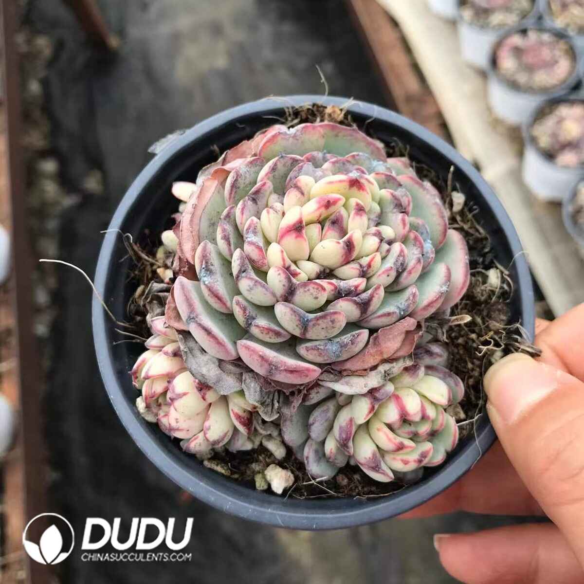 07972D90201.jpg Echeveria Sierra Clustering - 画像 (1)