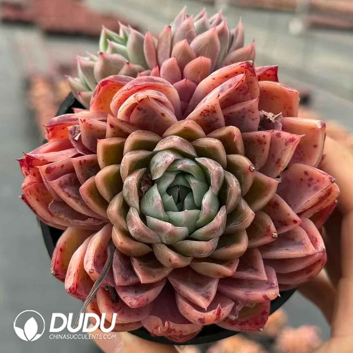 07981D80201.jpg Echeveria Yinggu (Single Head or Single Head with Pups) - 画像 (1)