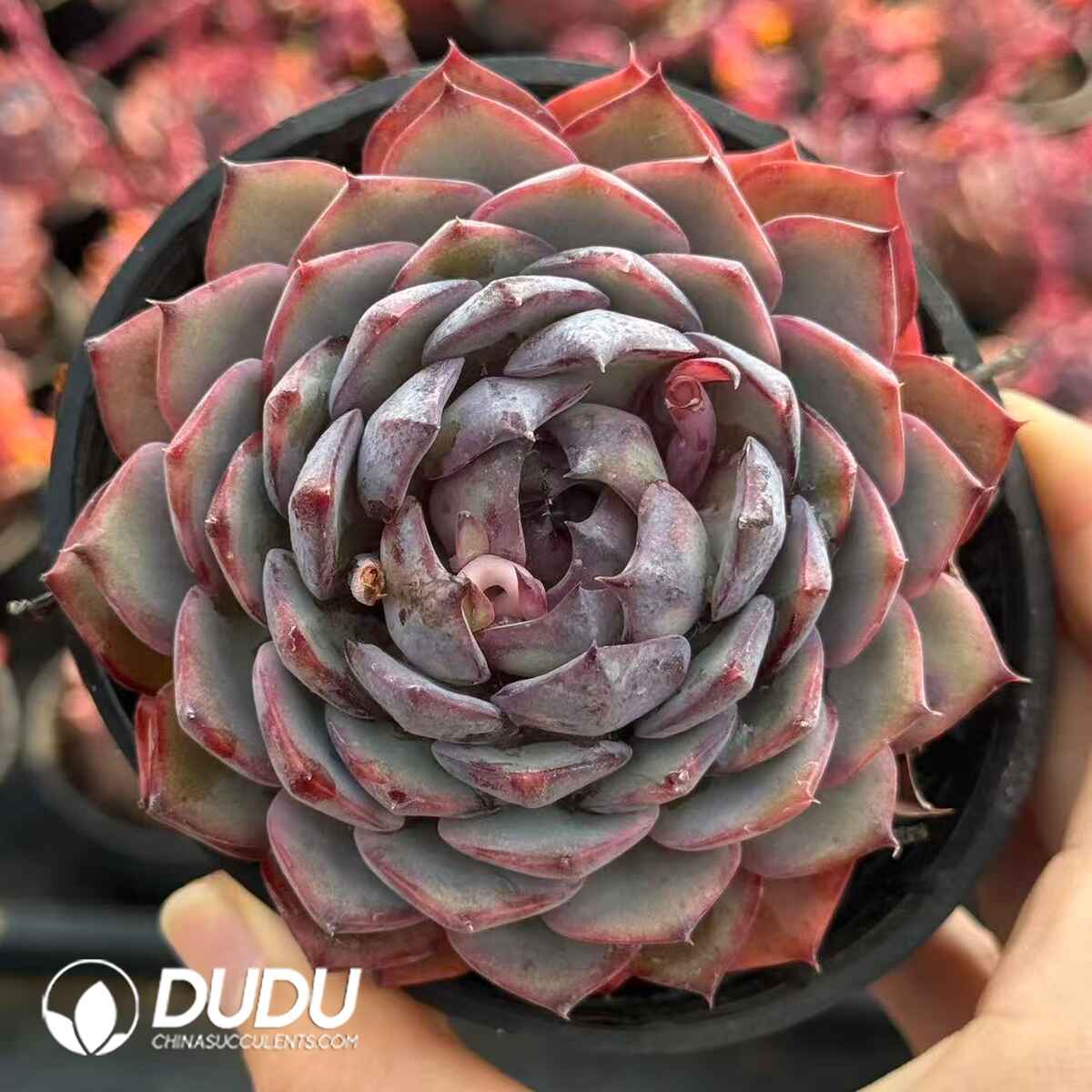 07982D90201.jpg Echeveria Smurfs - 画像 (1)