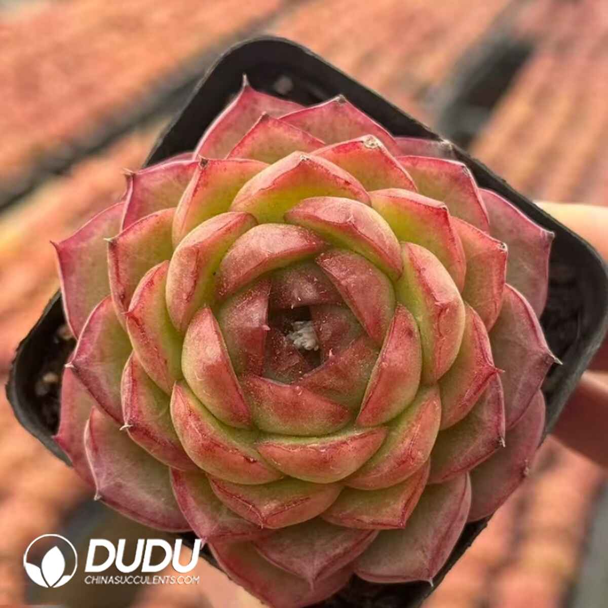 08050D70201.jpg Echeveria Green Orange - 画像 (1)