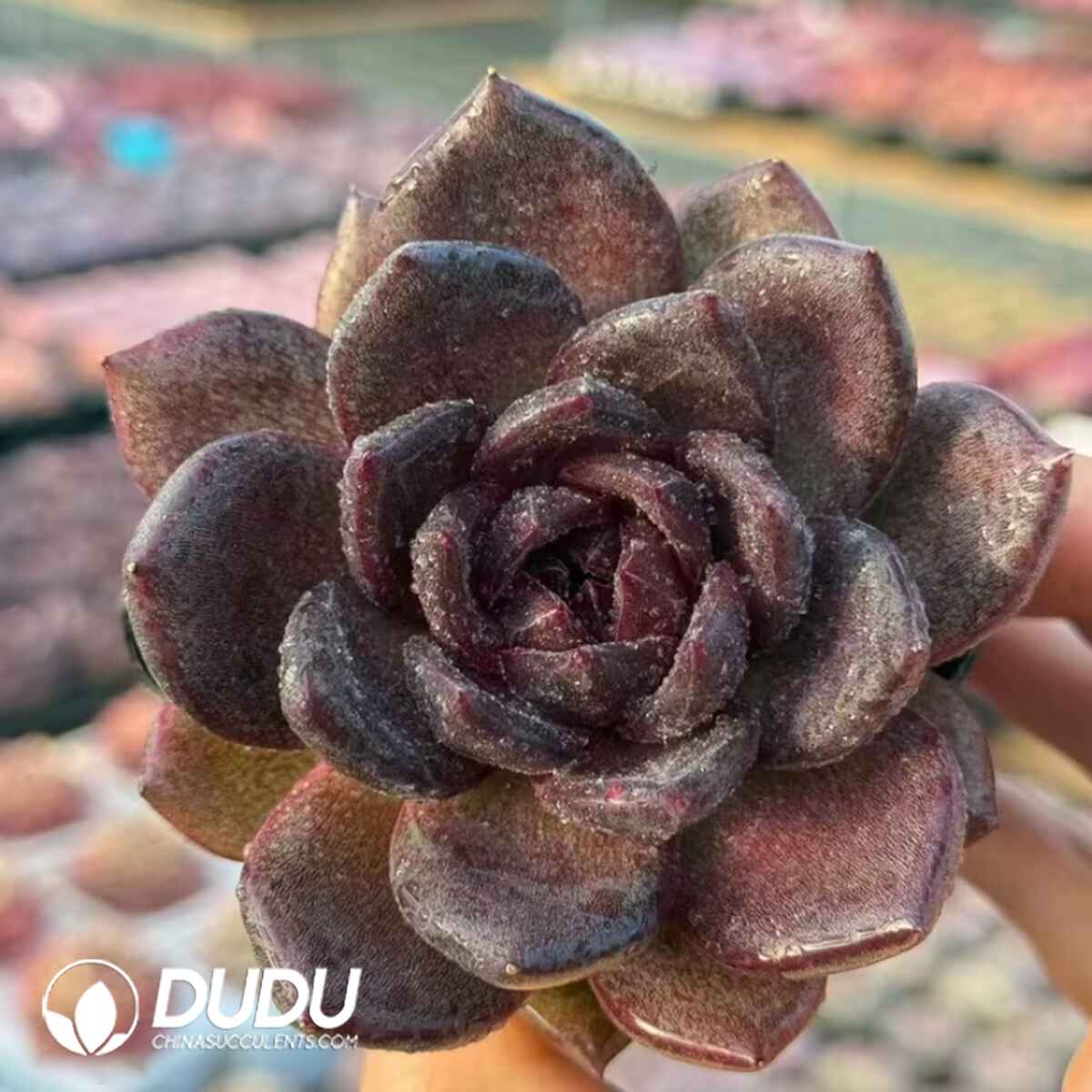 08051D70201.jpg Echeveria Xuanwu - 画像 (1)