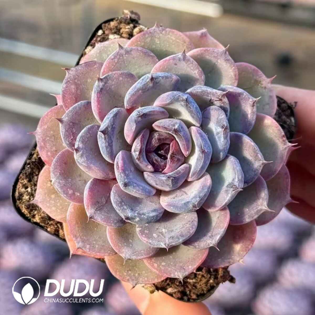 08054D50201.jpg Echeveria Nest - 画像 (1)