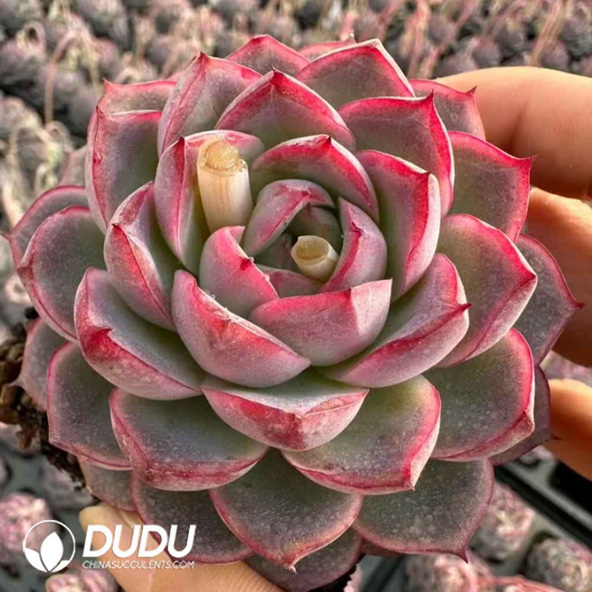 08059D70201.jpg Echeveria Afterglow Fairy - 画像 (1)