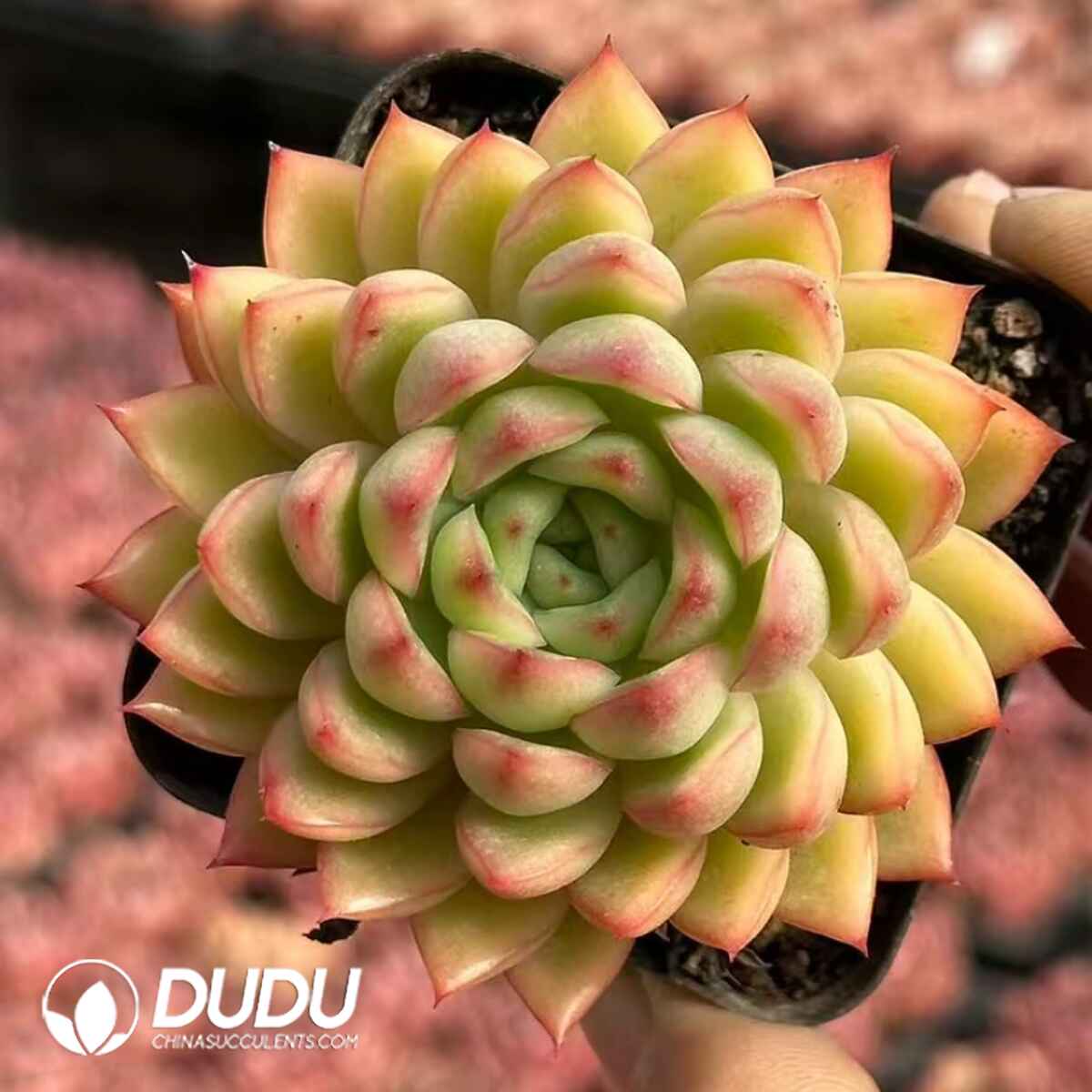 08061D70201.jpg Echeveria Golden Fields - 画像 (1)