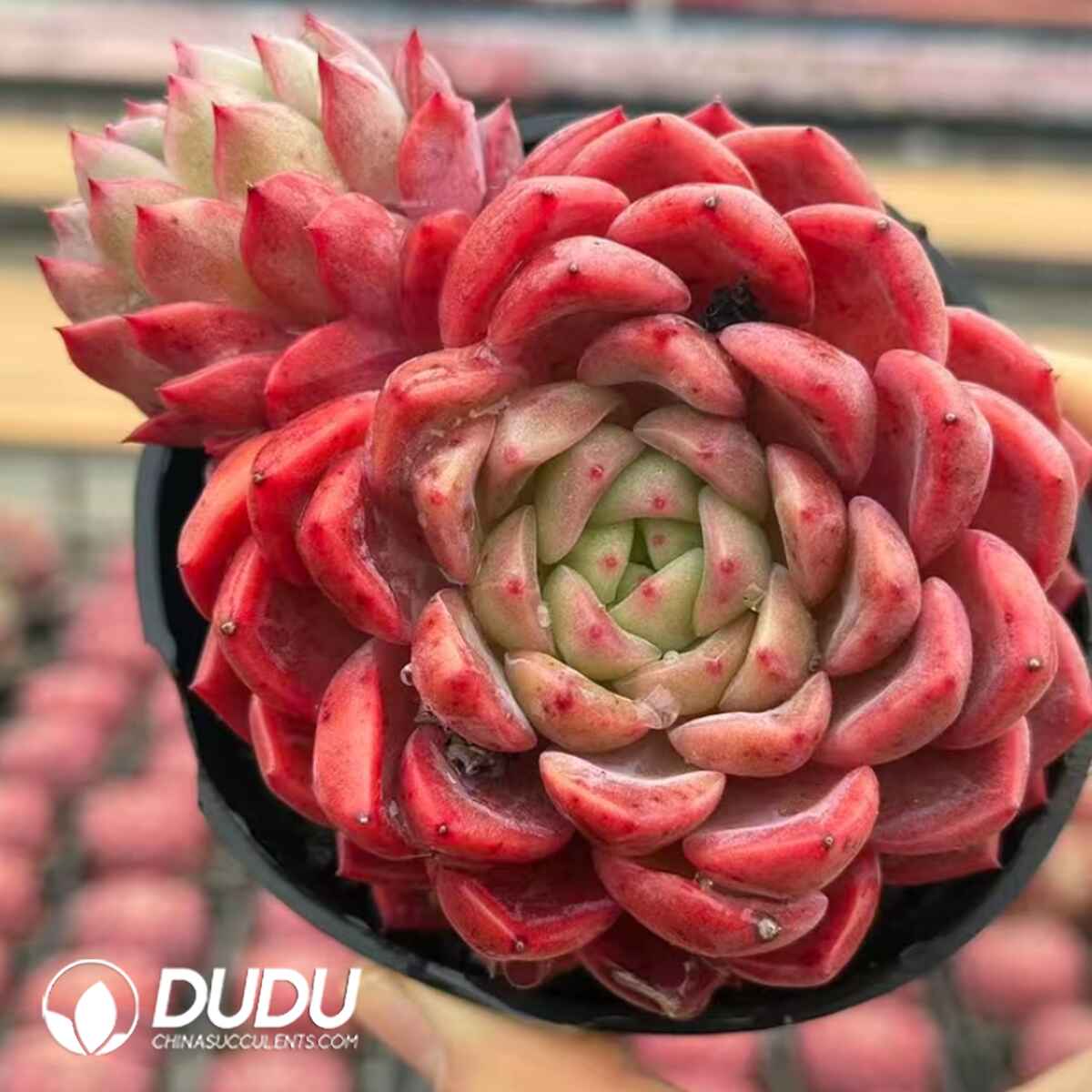 08062D90201.jpg Echeveria Inevitably Yours (Single Head or Single Head with Pups) - 画像 (1)