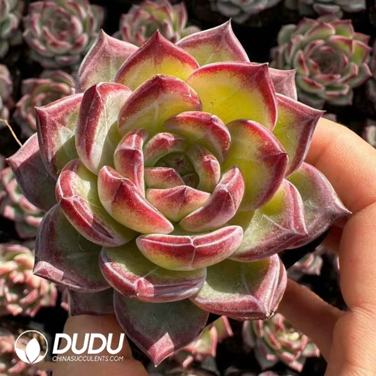 08068D70201.jpg Echeveria Daredevil - 画像 (1)