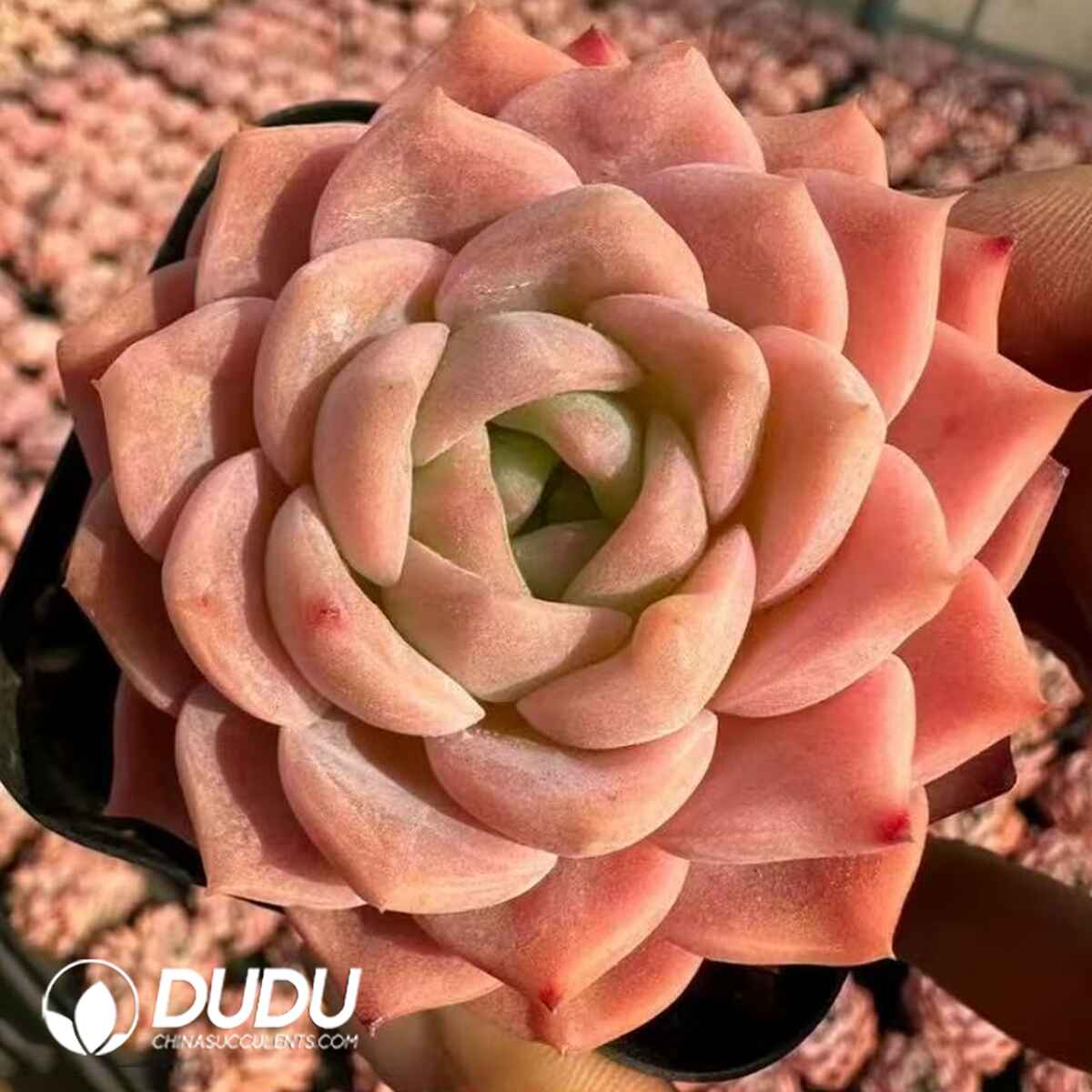 08076D70201.jpg Echeveria Peach Fairy (Single Head) - 画像 (1)