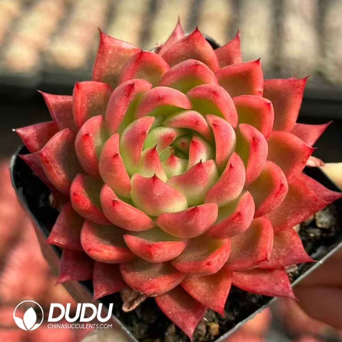 08078D70201.jpg Echeveria Dark Night Cat - 画像 (1)