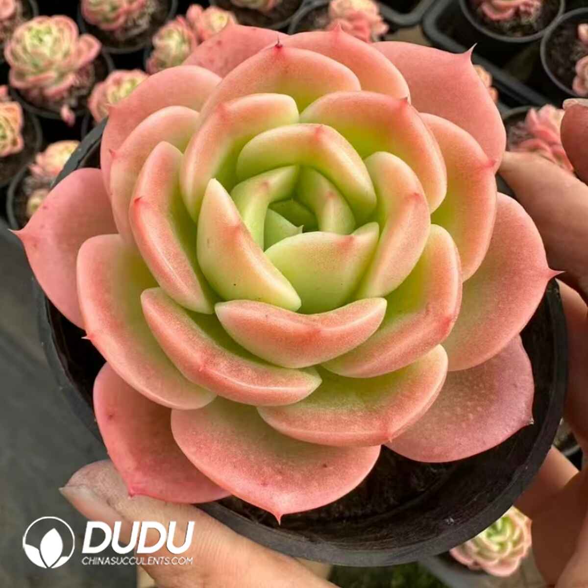 08081D80201.jpg Echeveria Peach Fairy (Old Stem) - 画像 (1)