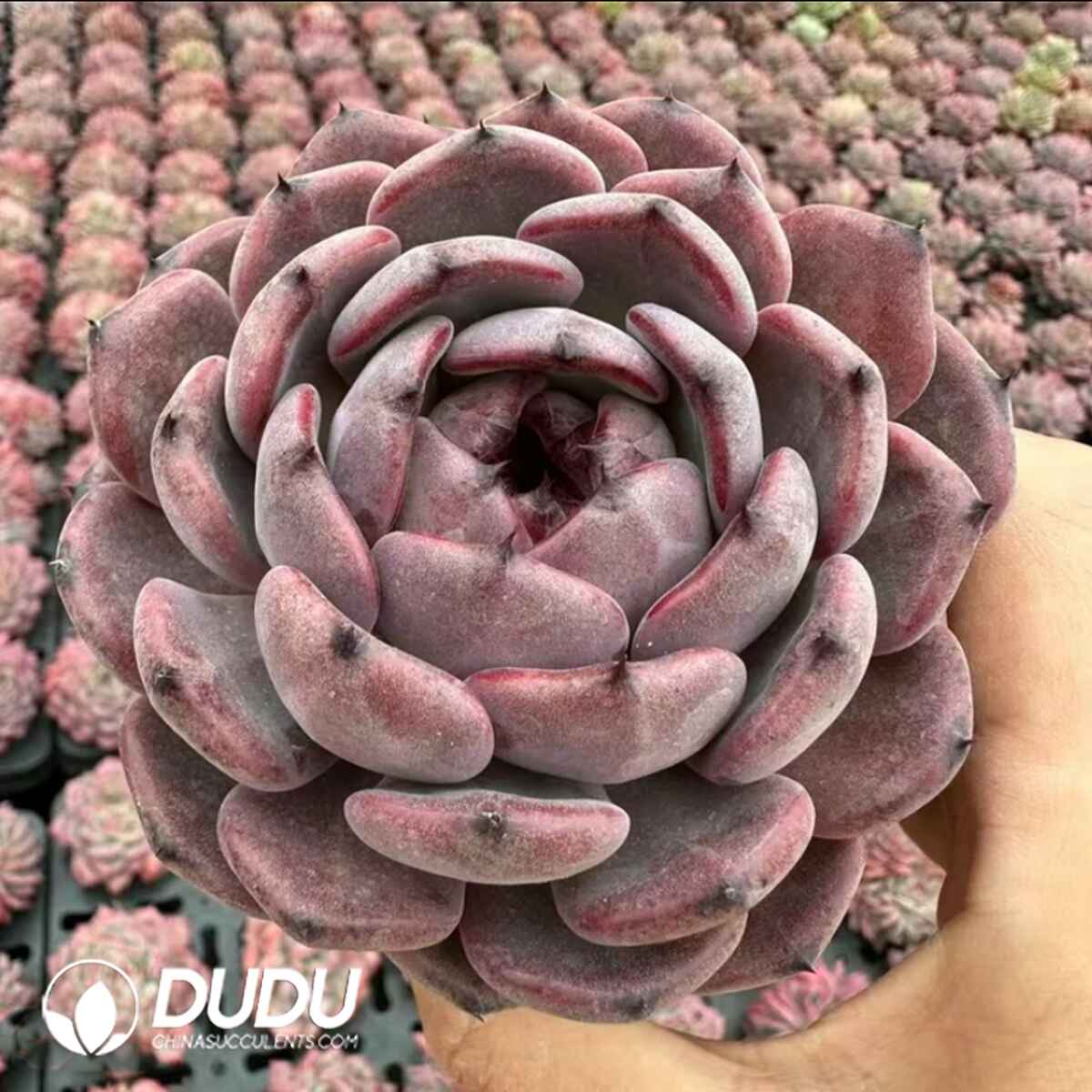 08085D70201.jpg Echeveria Purple Altar - 画像 (1)