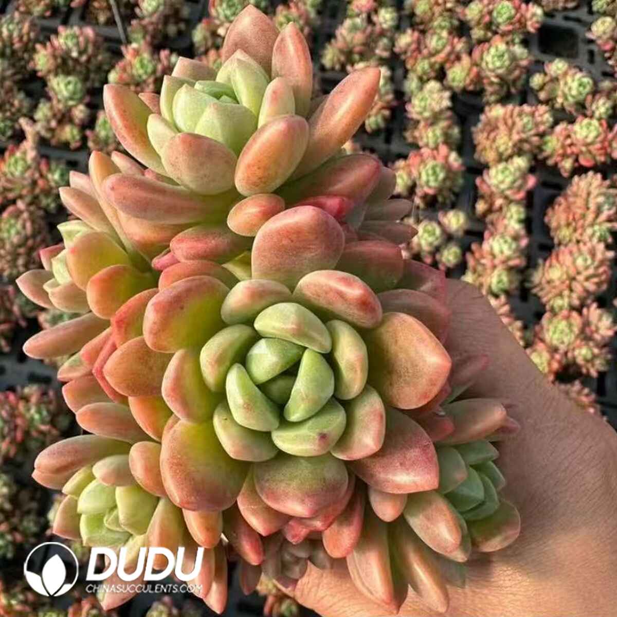 08088D80201.jpg Echeveria Lhasa Clustering - 画像 (1)