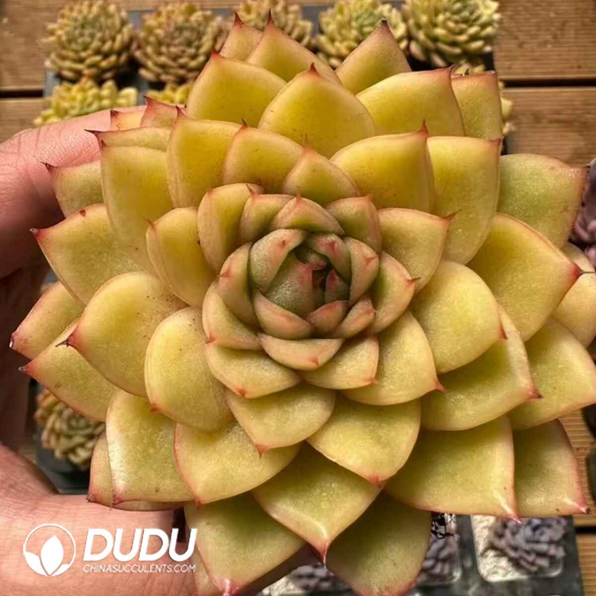 08089D70201.jpg Echeveria Golden Amber - 画像 (1)