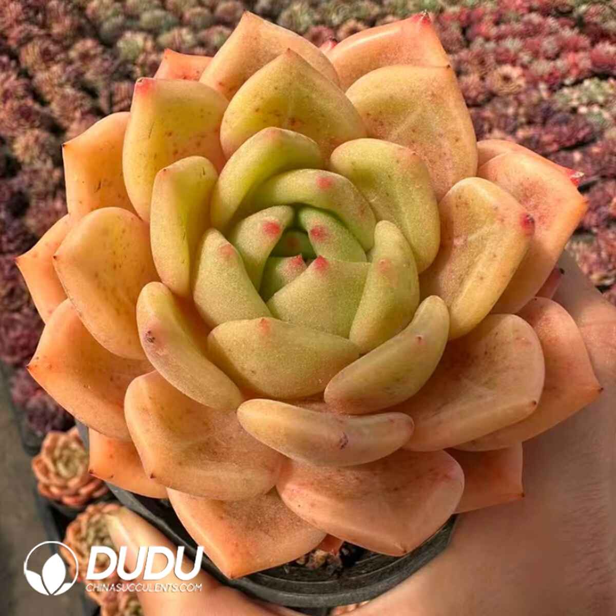 08093D90201.jpg Echeveria Jelly Q Orange (Single/Double Heads Random) - 画像 (1)