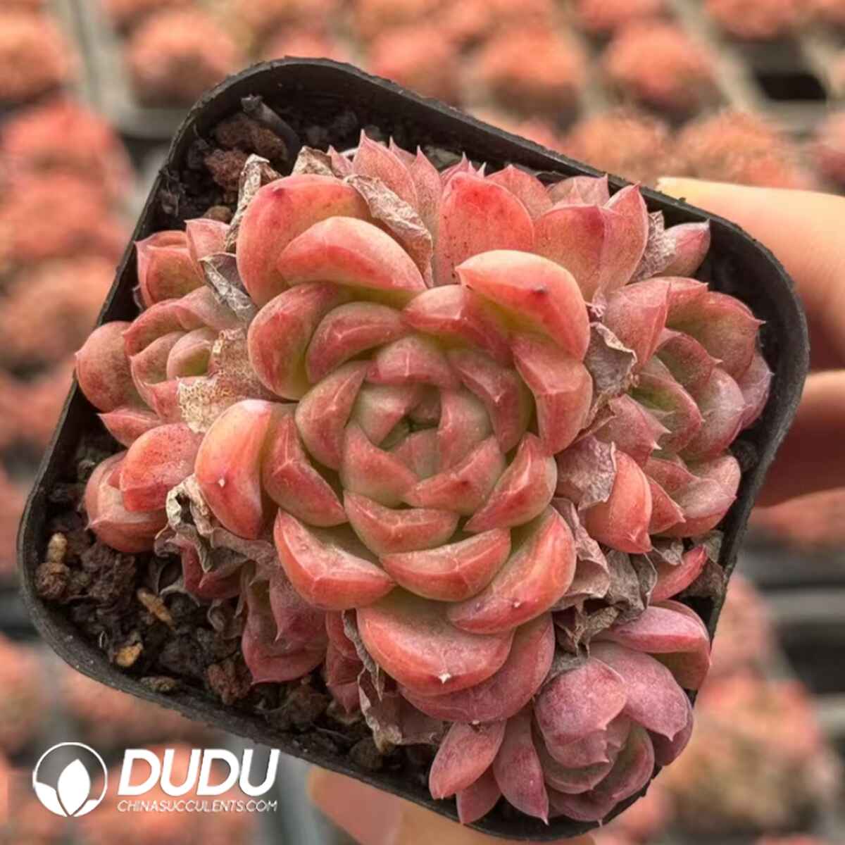 08096D60201.jpg Echeveria Sui Yu Xuan Single Heads With Pups - 画像 (1)