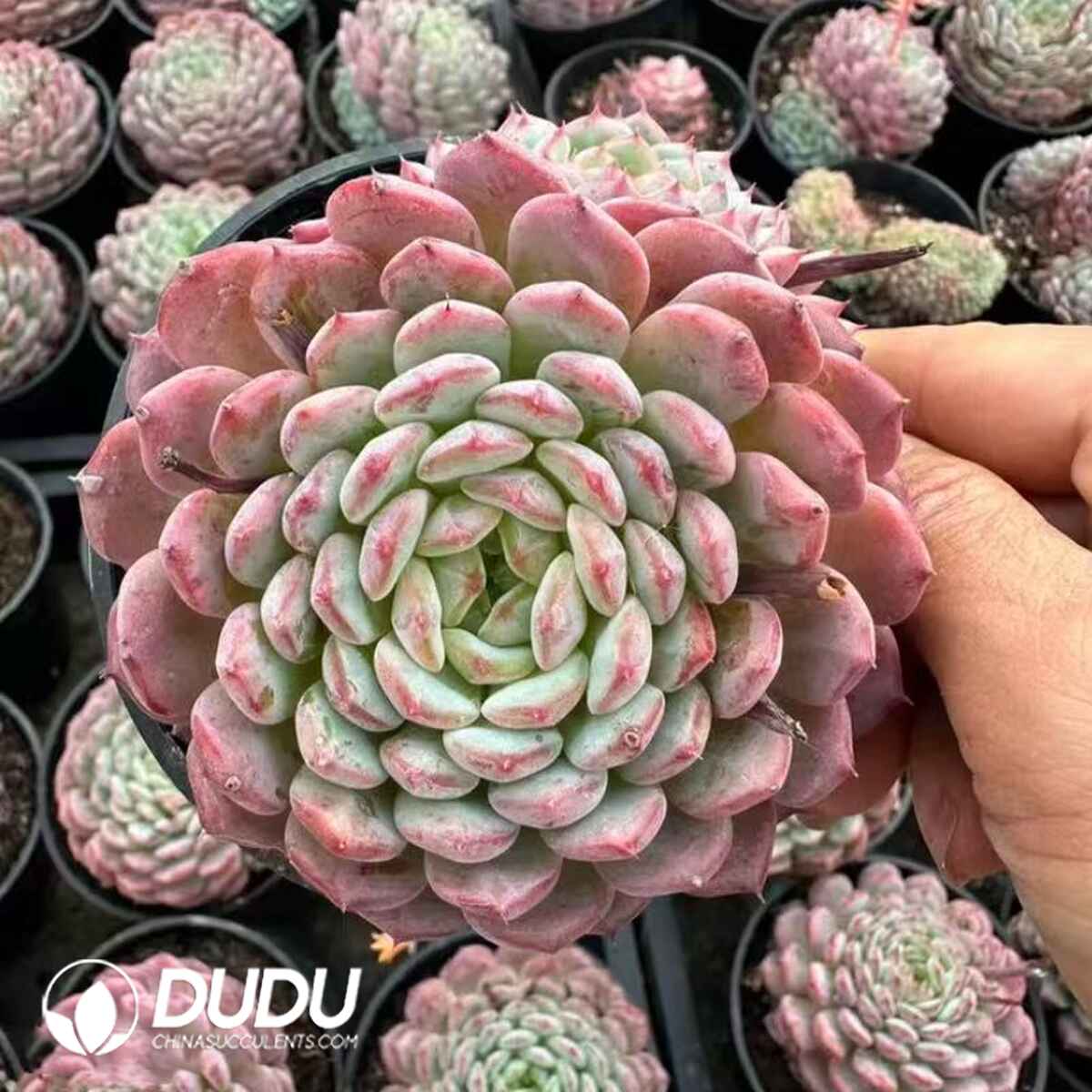 08097D90201.jpg Echeveria White Chubby - 画像 (1)