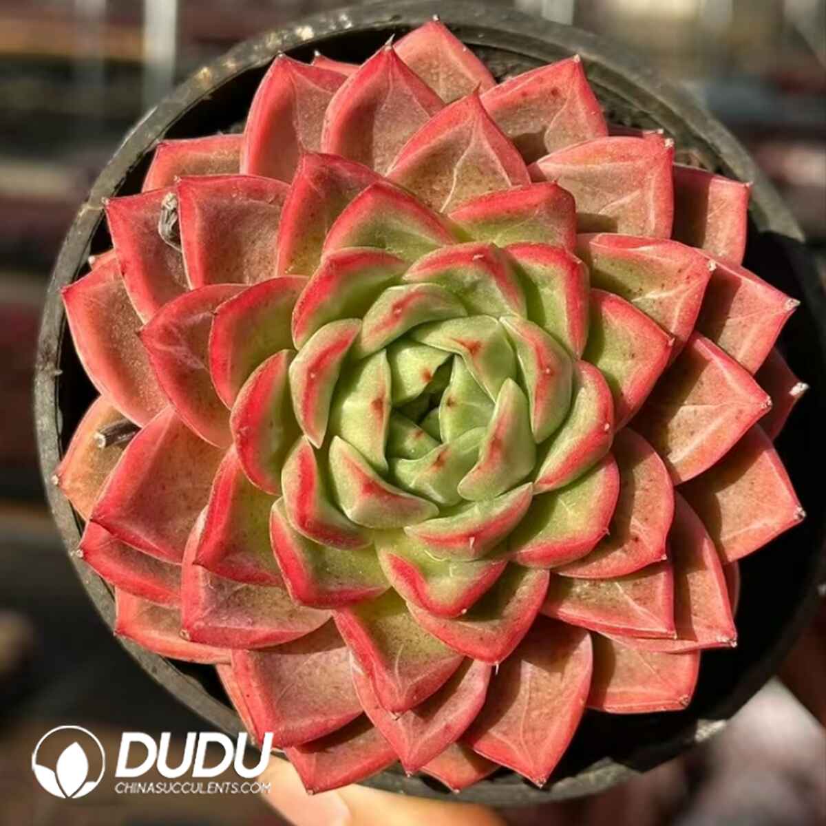 08101D90201.jpg Echeveria Sun Descendant - 画像 (1)