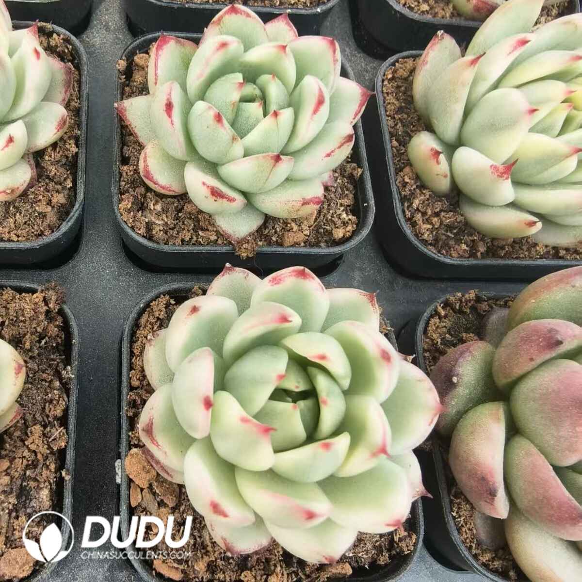 08113D90201.jpg Echeveria Abney Variegated - 画像 (1)