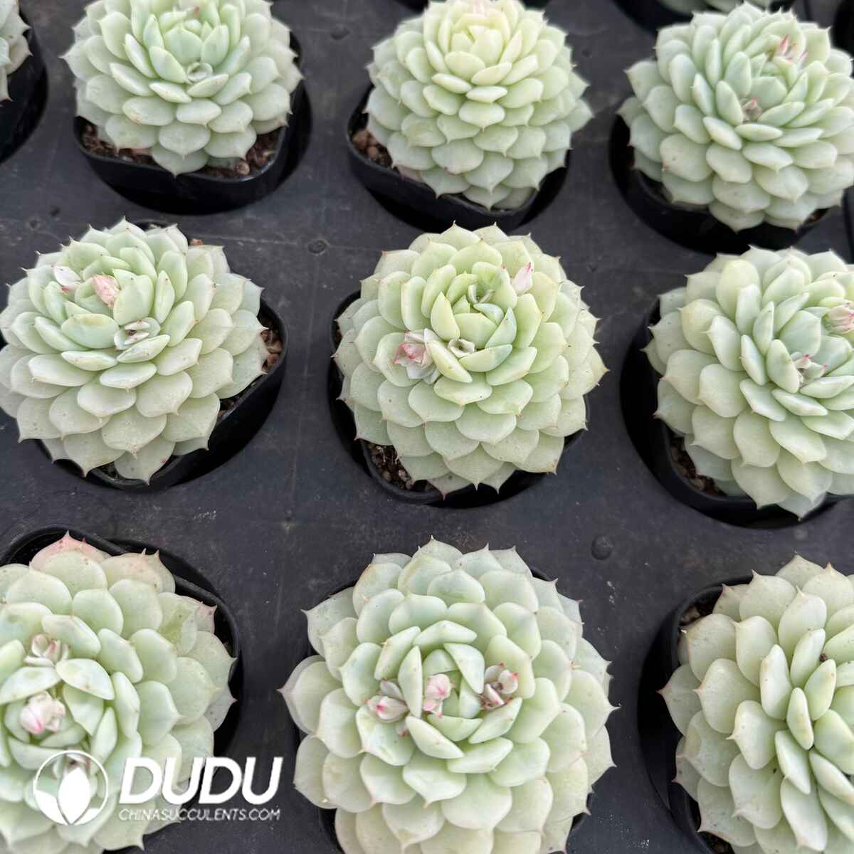 08116D90201.jpg Echeveria Derenbergii Variegated - 画像 (1)