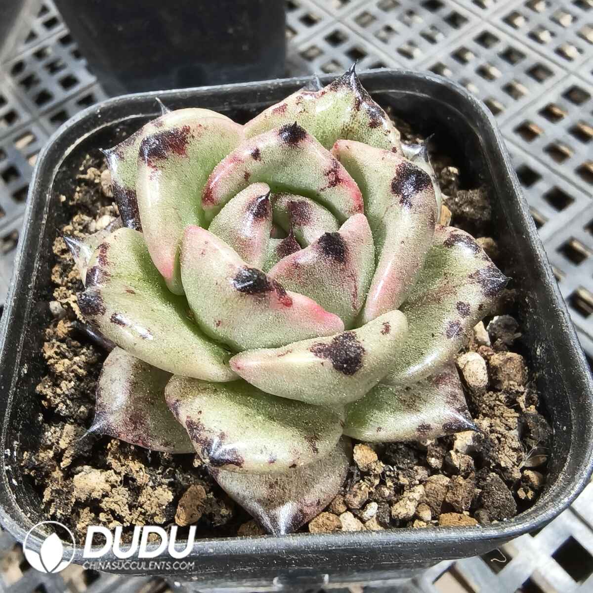 08117D80201.jpg Echeveria Agavoides Black Striped - 画像 (1)