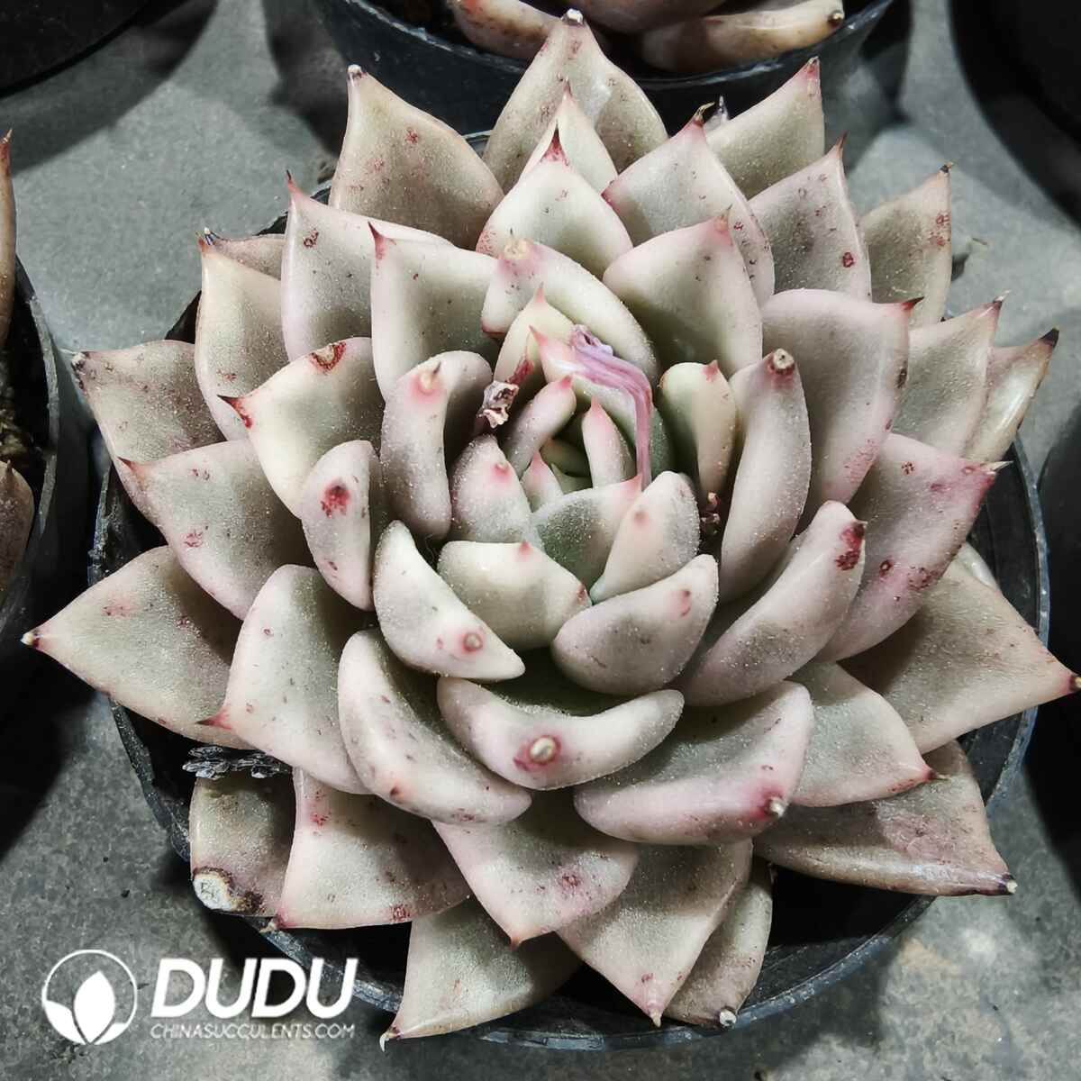 08118D110201.jpg Echeveria Black Rose - 画像 (1)