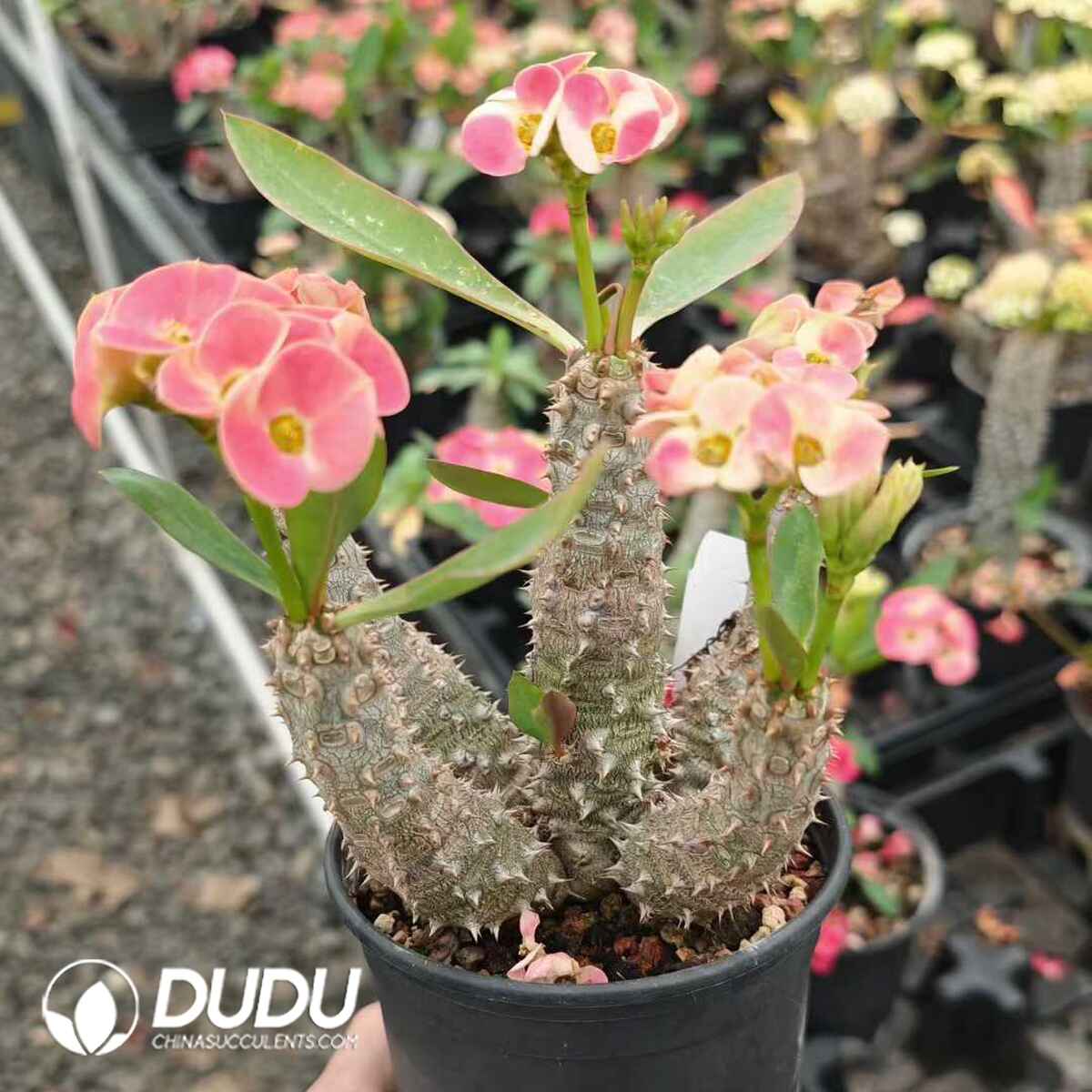 08141D120201.jpg Euphorbia Parvimedusae With Pink Flowers - 画像 (1)