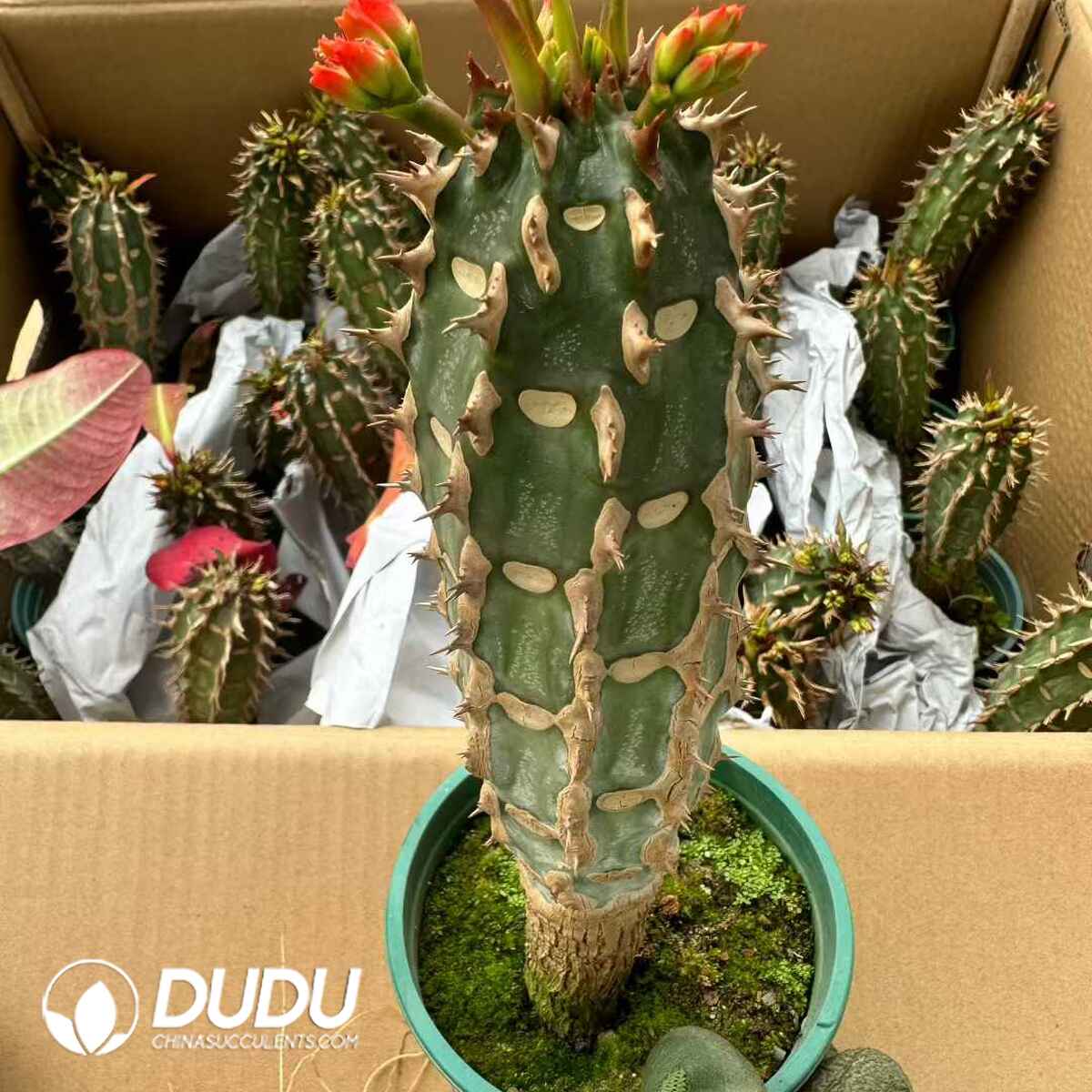 08165D120201.jpg Euphorbia pseudoglobosa - 画像 (1)