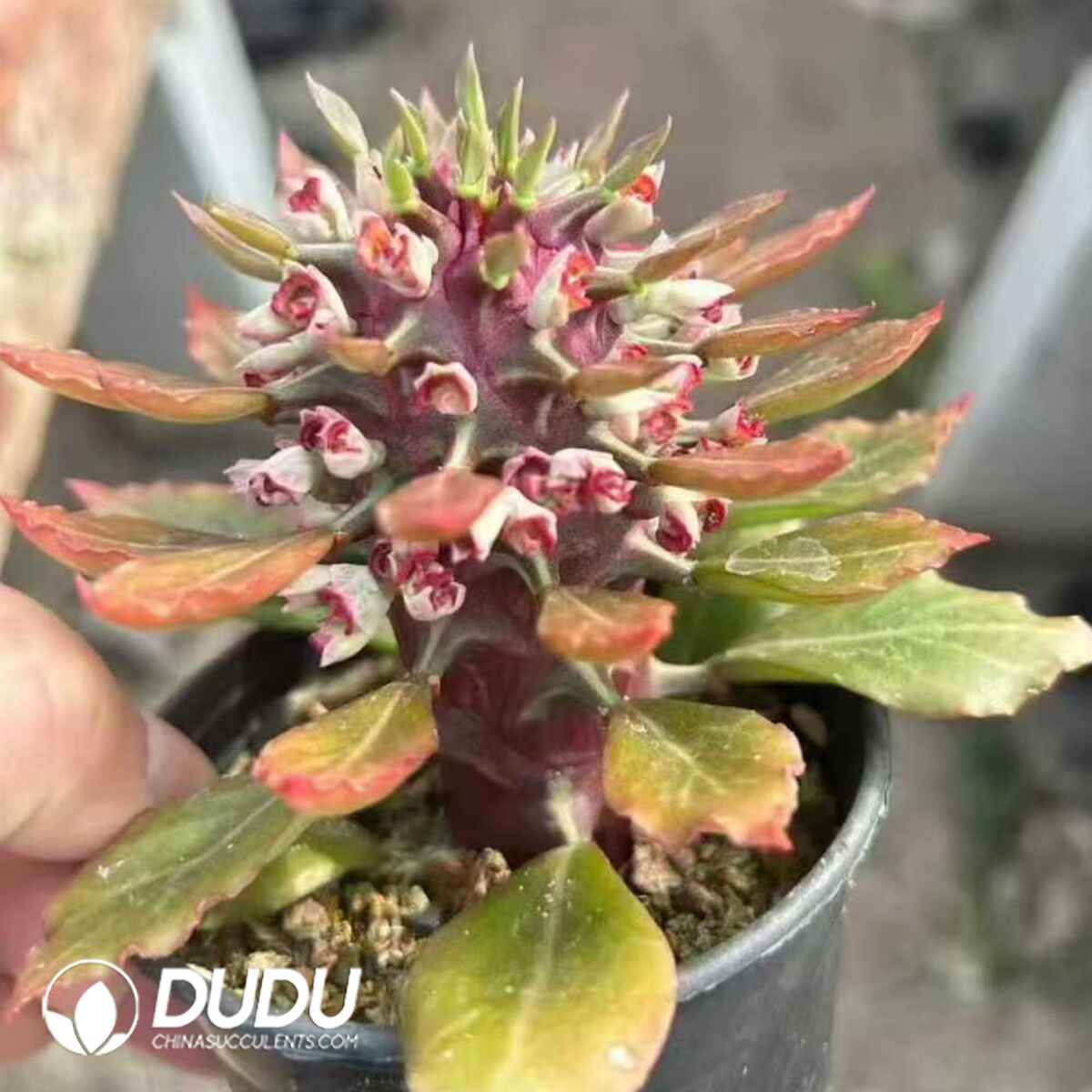 08168D90201.jpg Euphorbia neorubella - 画像 (1)