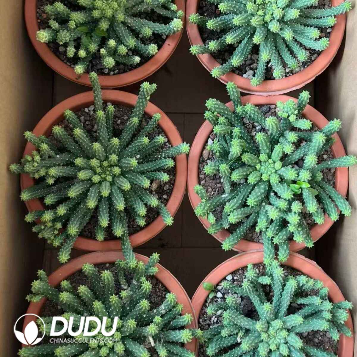 08169D150201.jpg Euphorbia inermis - 画像 (1)