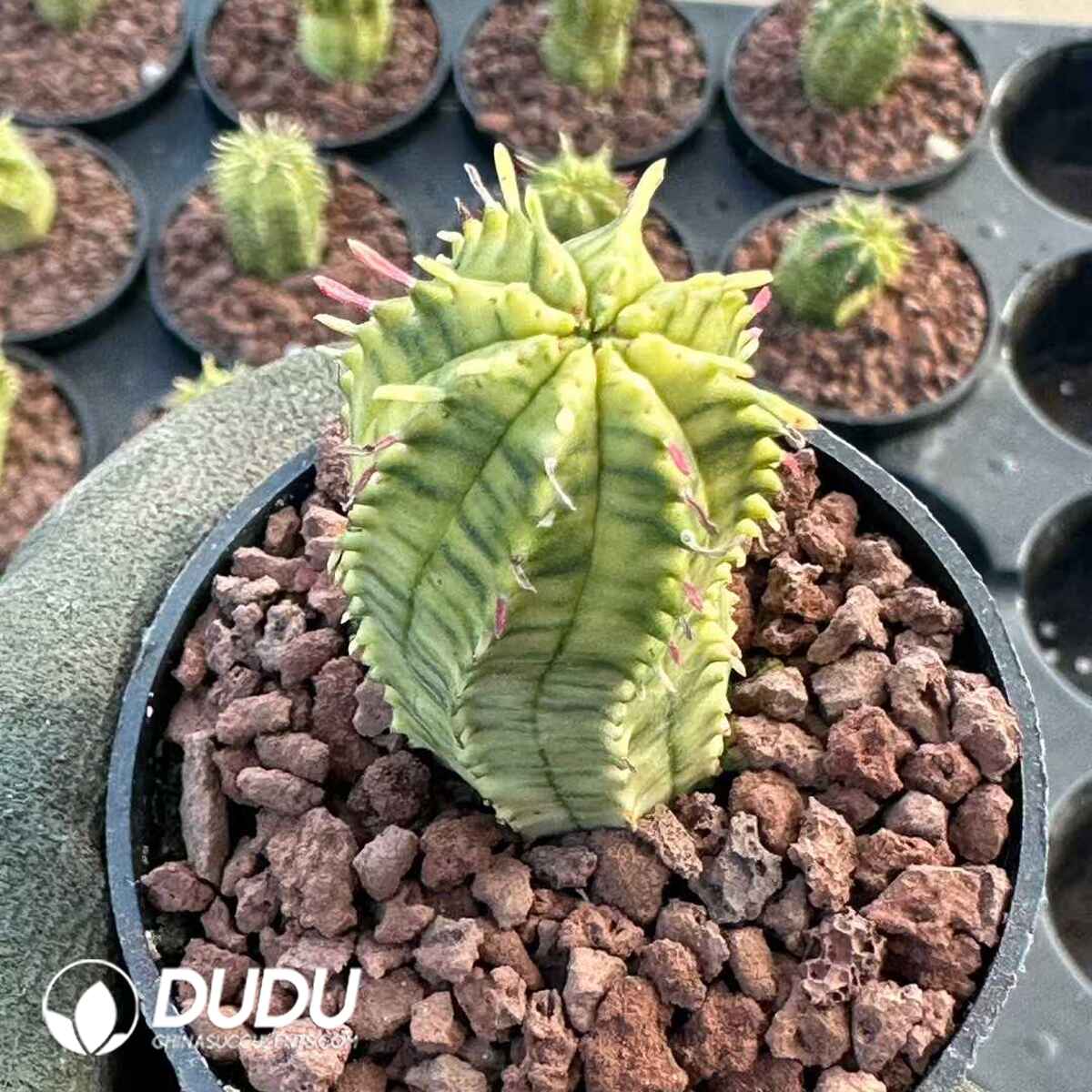 08174D50201.jpg Euphorbia meloformis variegated - 画像 (1)