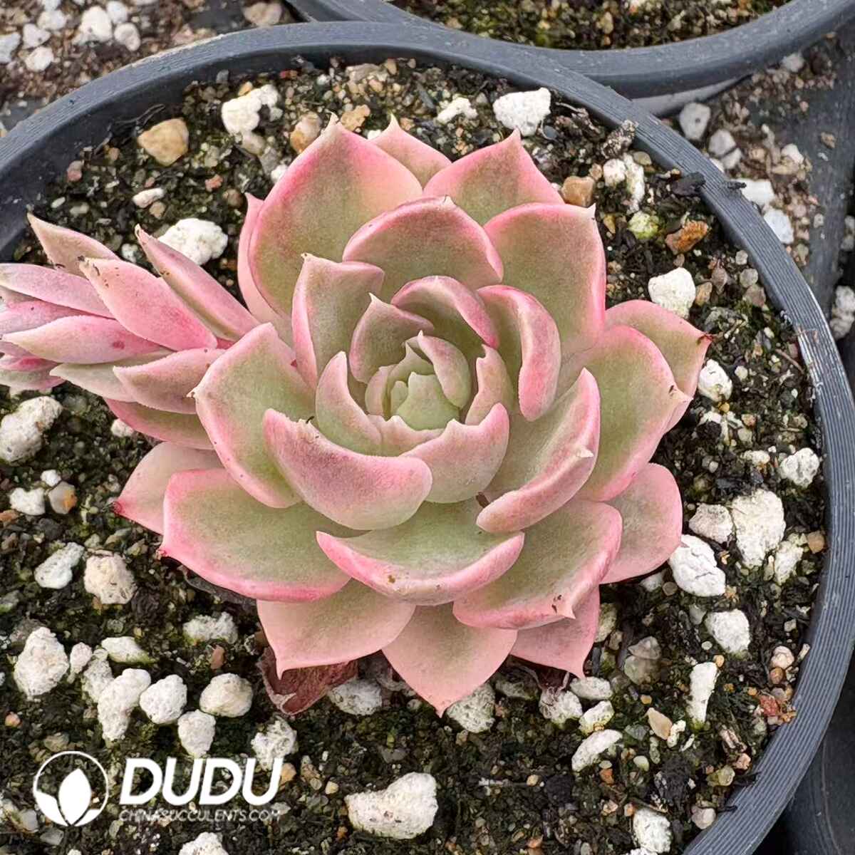 08188D90201.jpg Echeveria Desert Rose - 画像 (1)