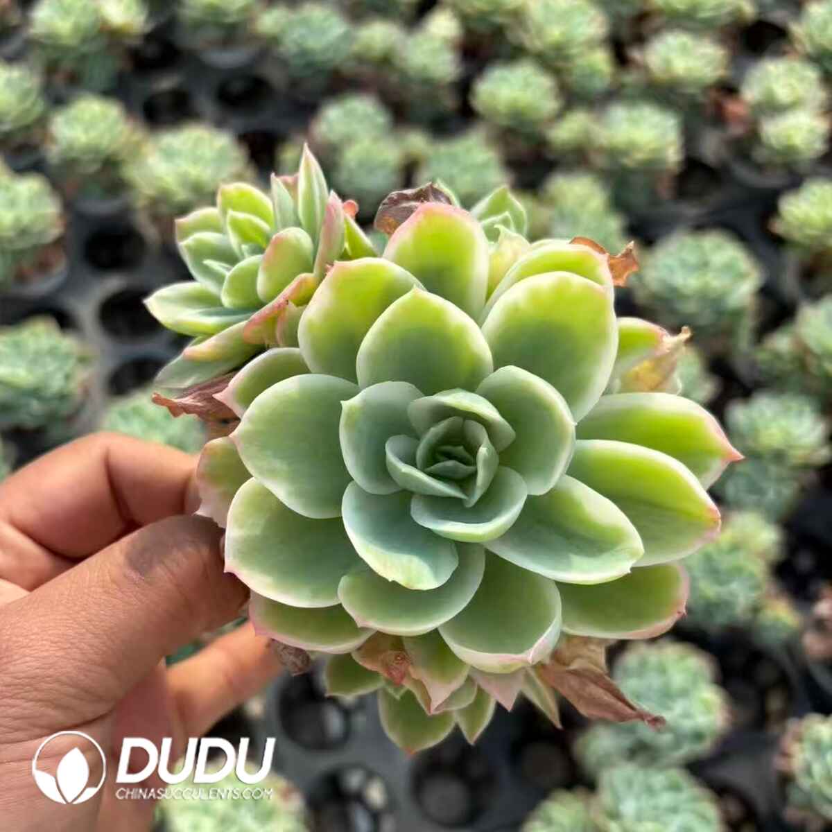 08189D90201.jpg Echeveria Lemon Rose - 画像 (1)