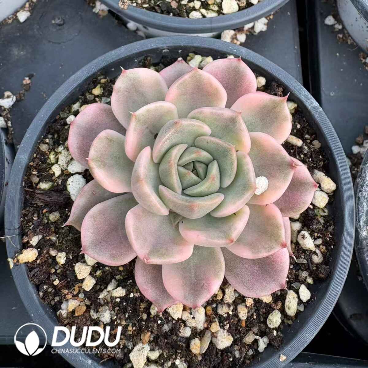 08192D90201.jpg Echeveria Lady Rose - 画像 (1)