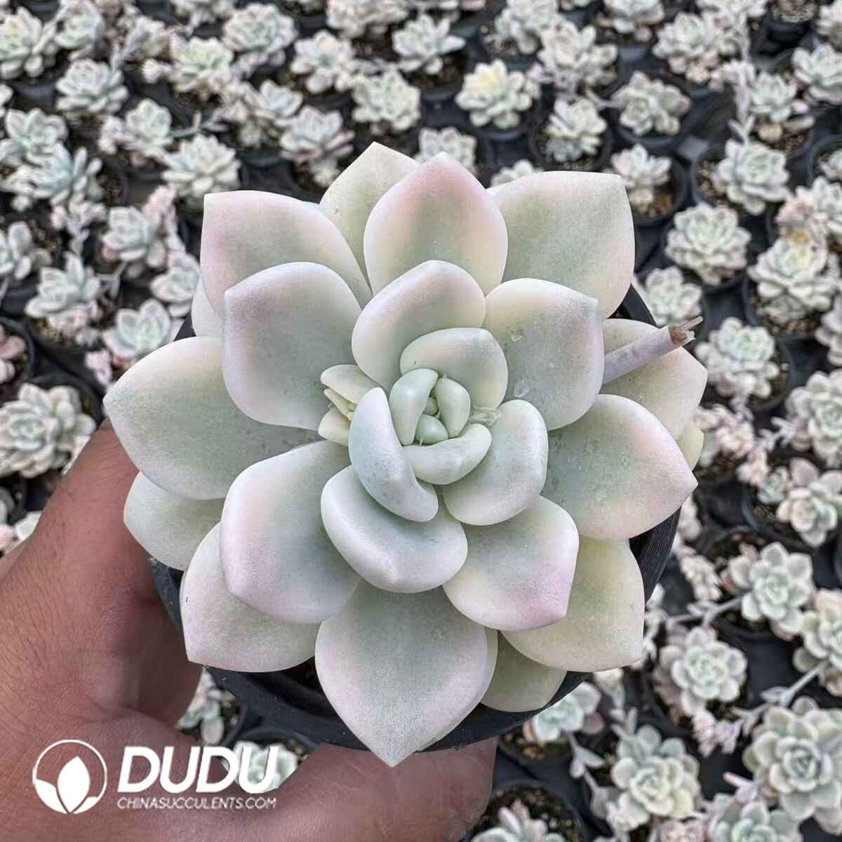 08195D90201.jpg Echeveria Blue Minima Variegated - 画像 (1)