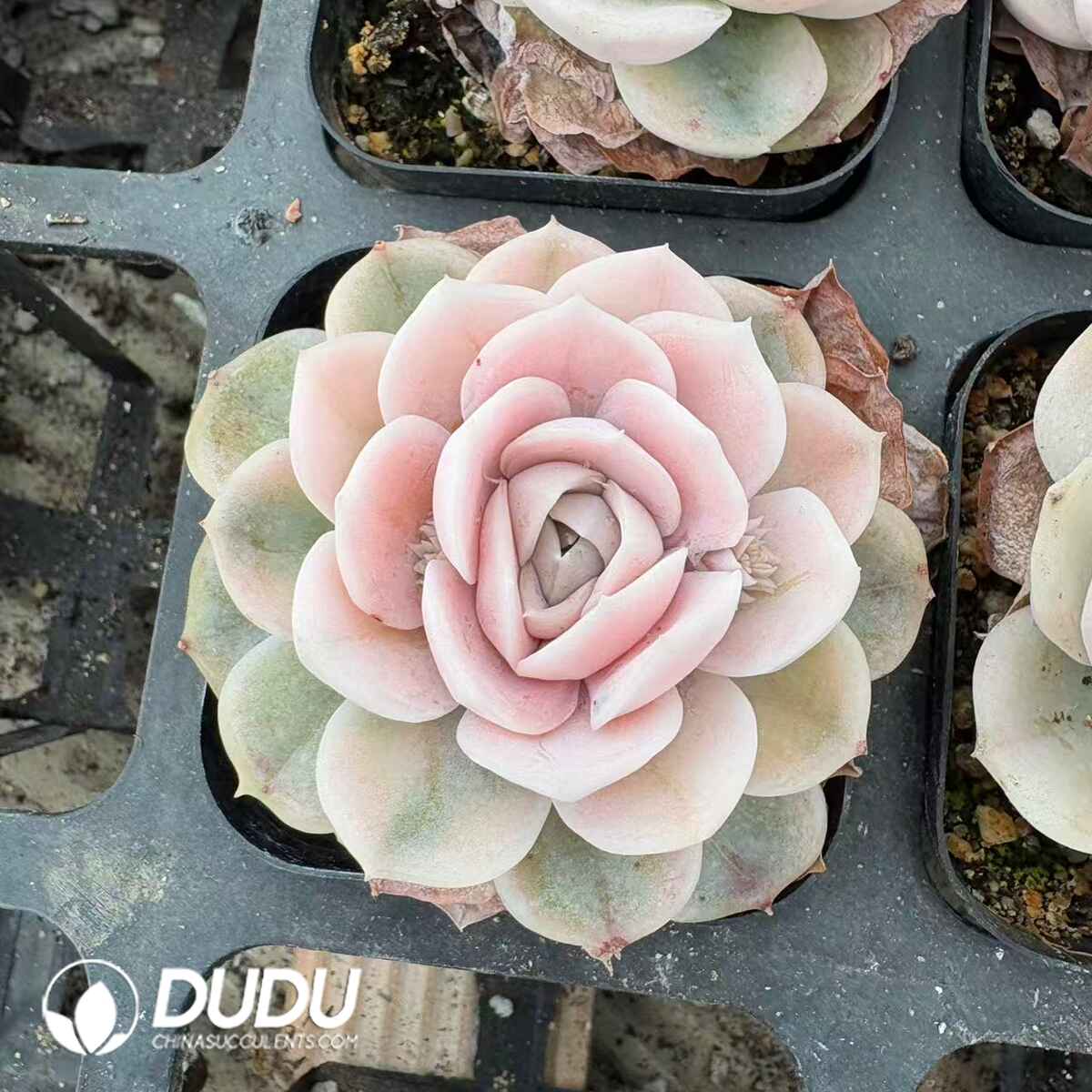 08196D60201.jpg Echeveria Blue Surprise Variegated - 画像 (1)