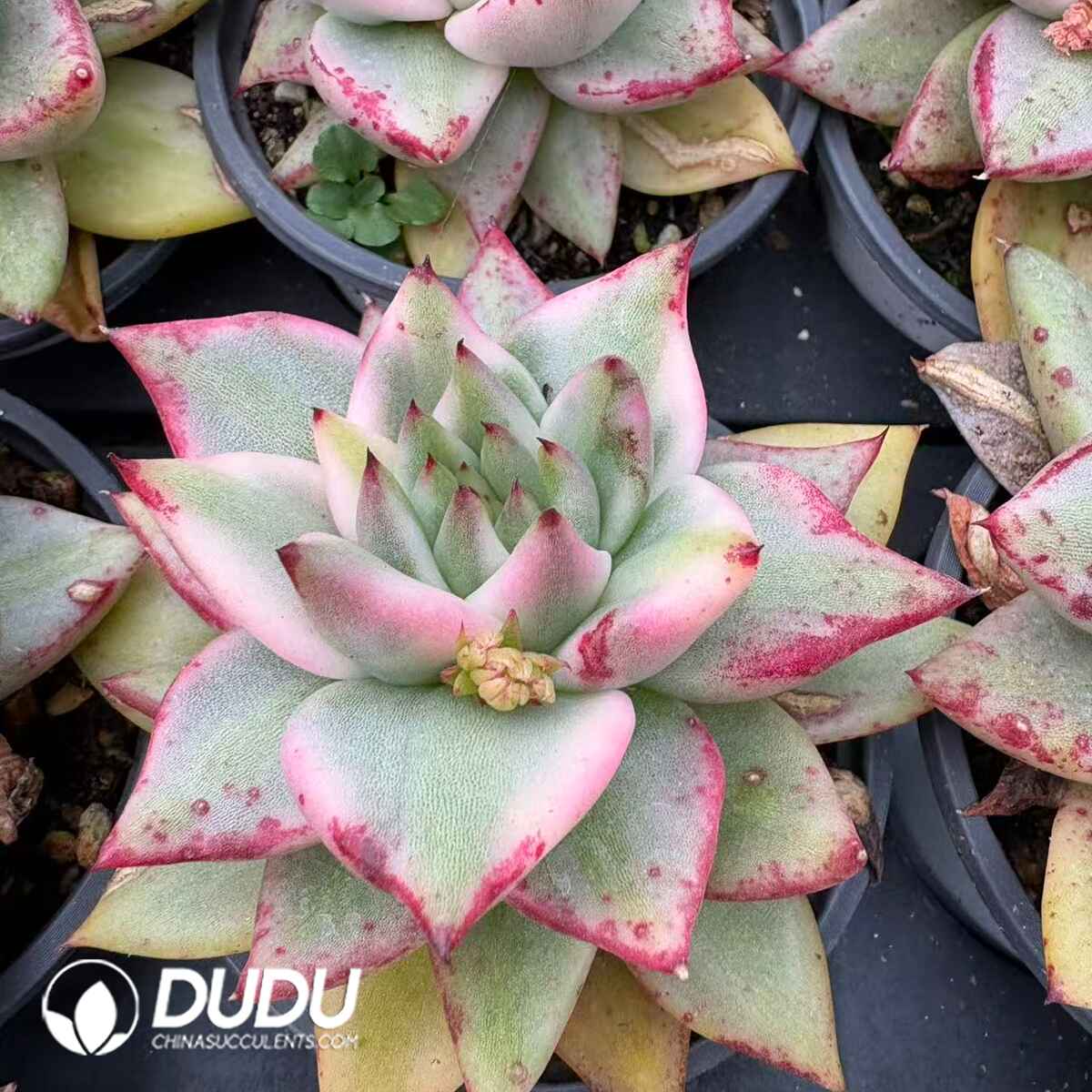 08200D90201.jpg Echeveria Icon - 画像 (1)